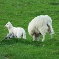 Farmers without broadband access could face fines