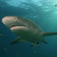 Could sharks be affecting broadband connections?