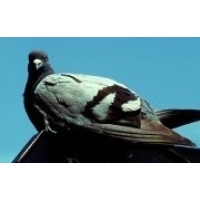 Broadband defeated by pigeon in file transfer race